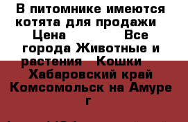 В питомнике имеются котята для продажи › Цена ­ 30 000 - Все города Животные и растения » Кошки   . Хабаровский край,Комсомольск-на-Амуре г.